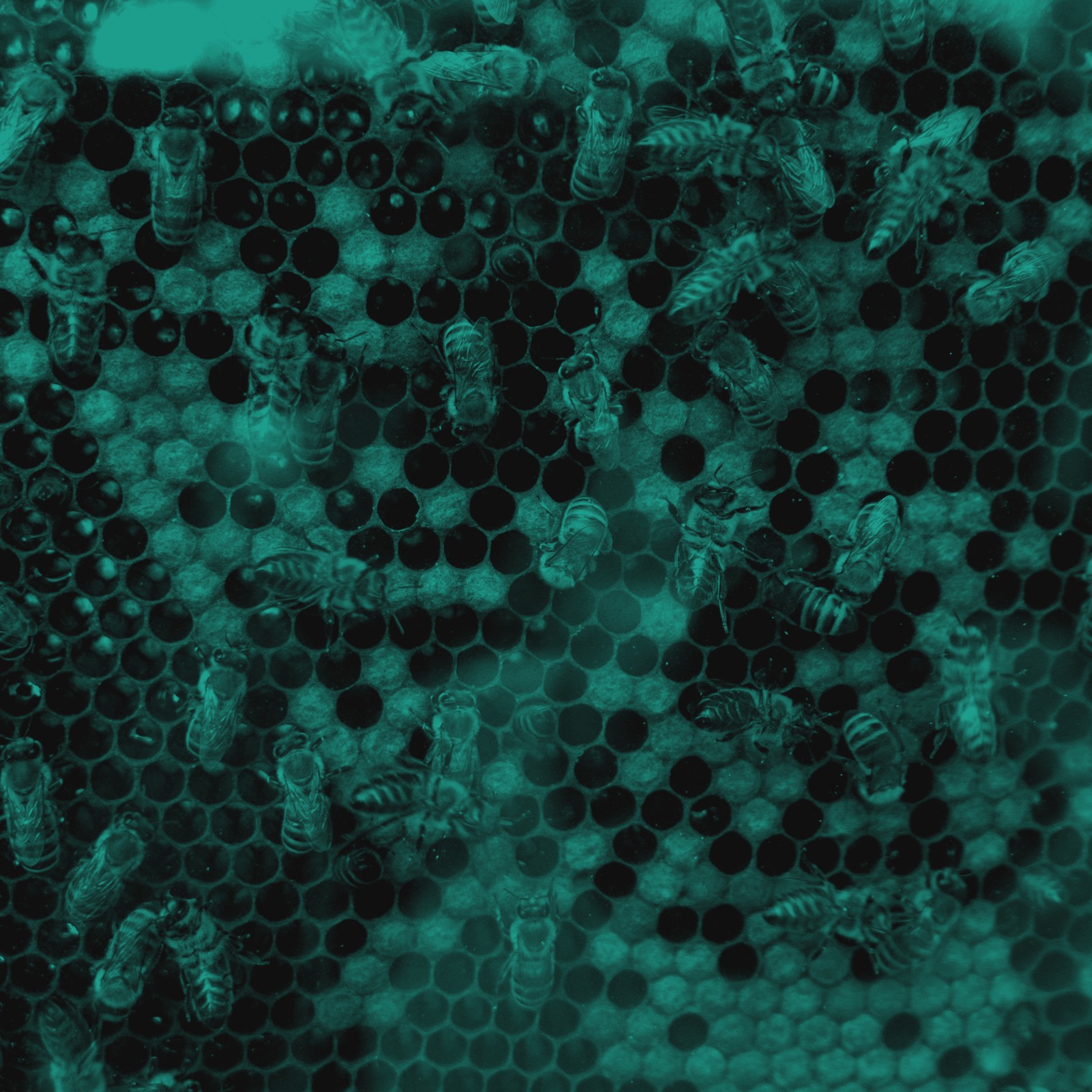 Macro study of a bee colony on honeycomb