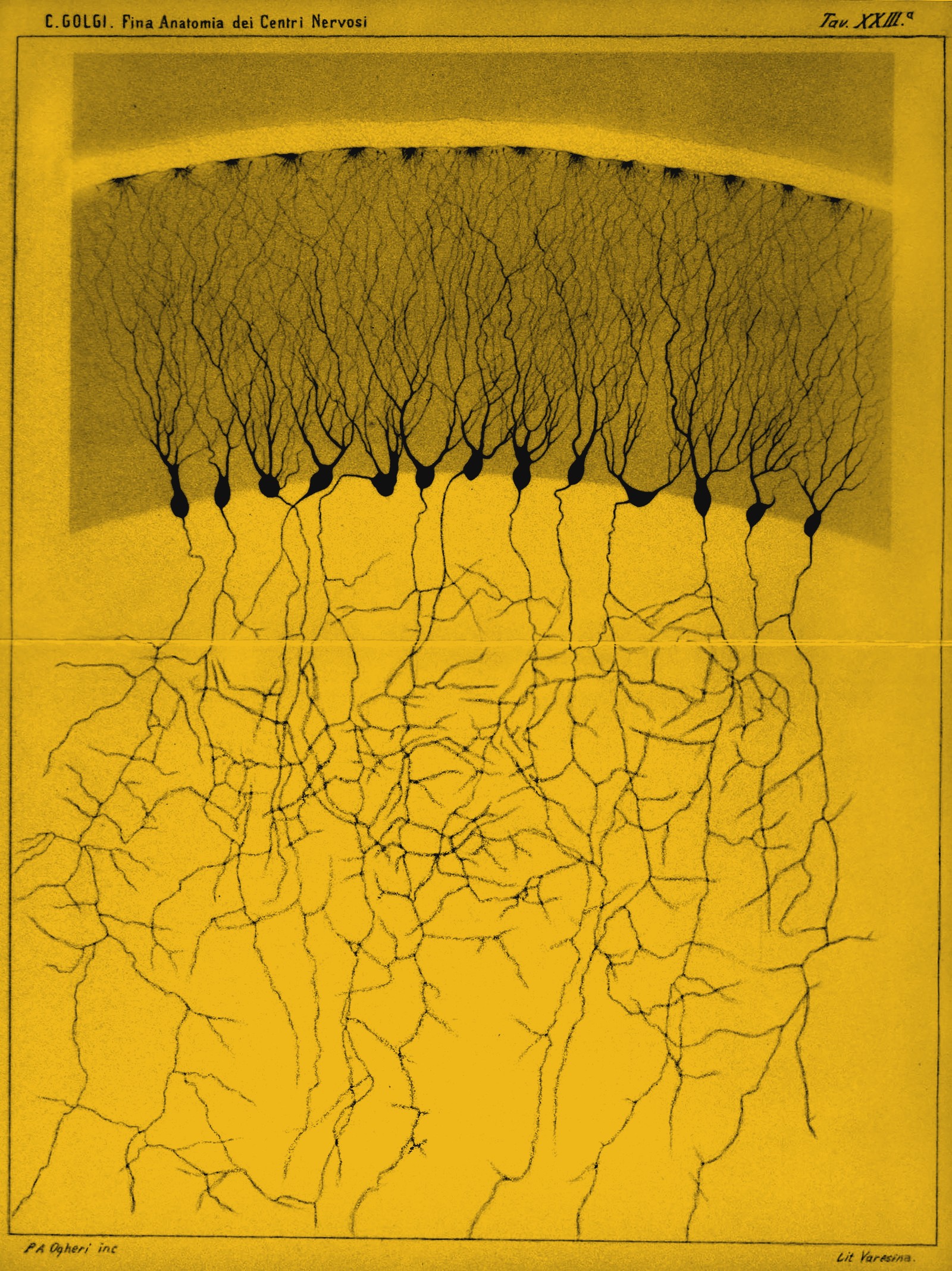 Archival scientific plate