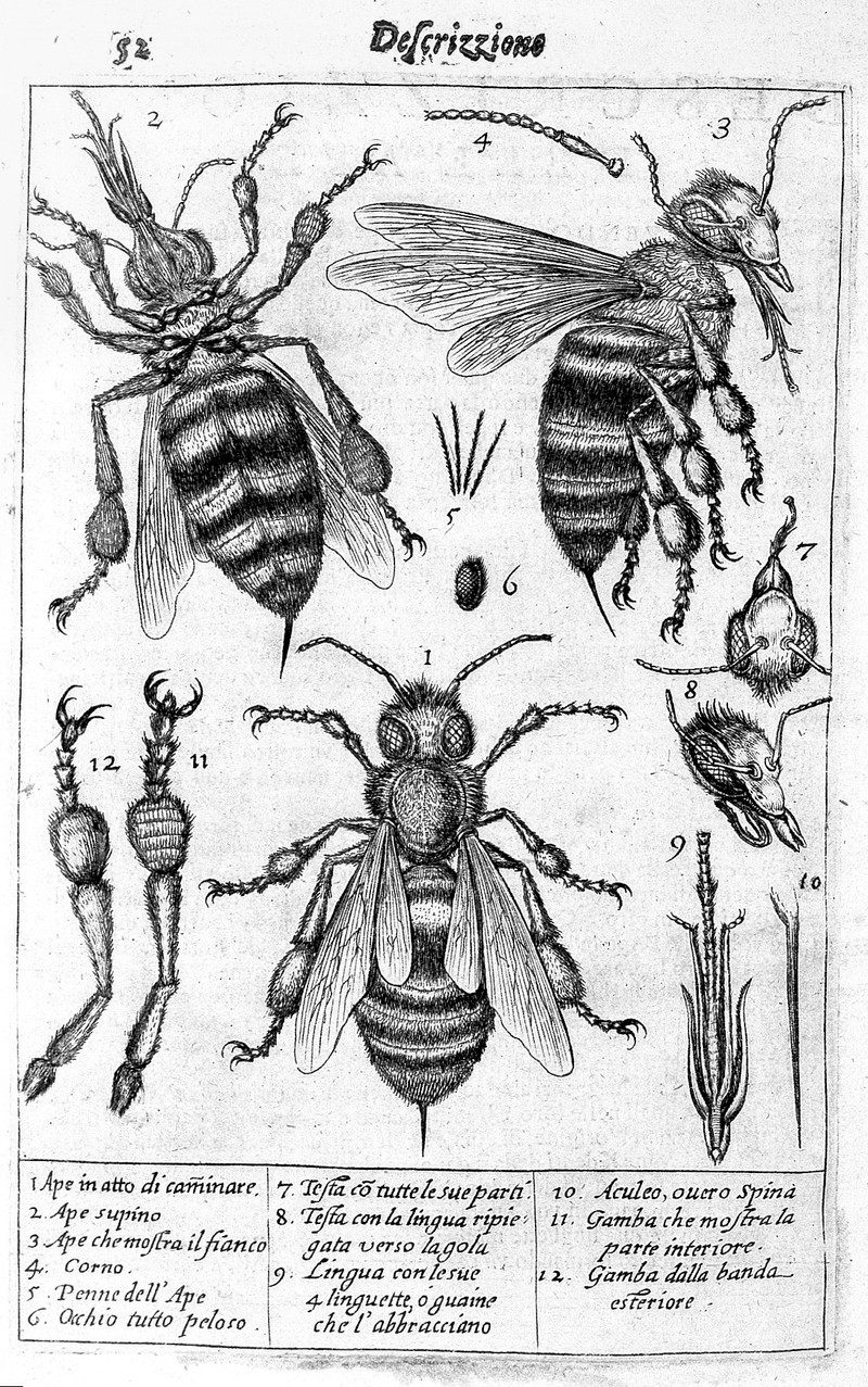 The drawings of a bee and its parts