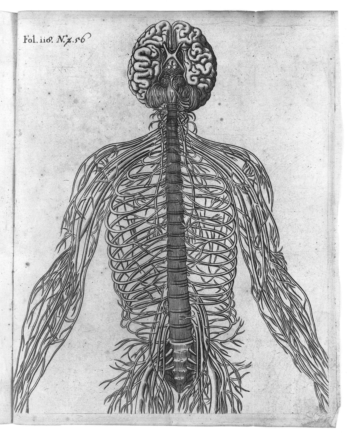 Descartes, diagram of the brain and nerves