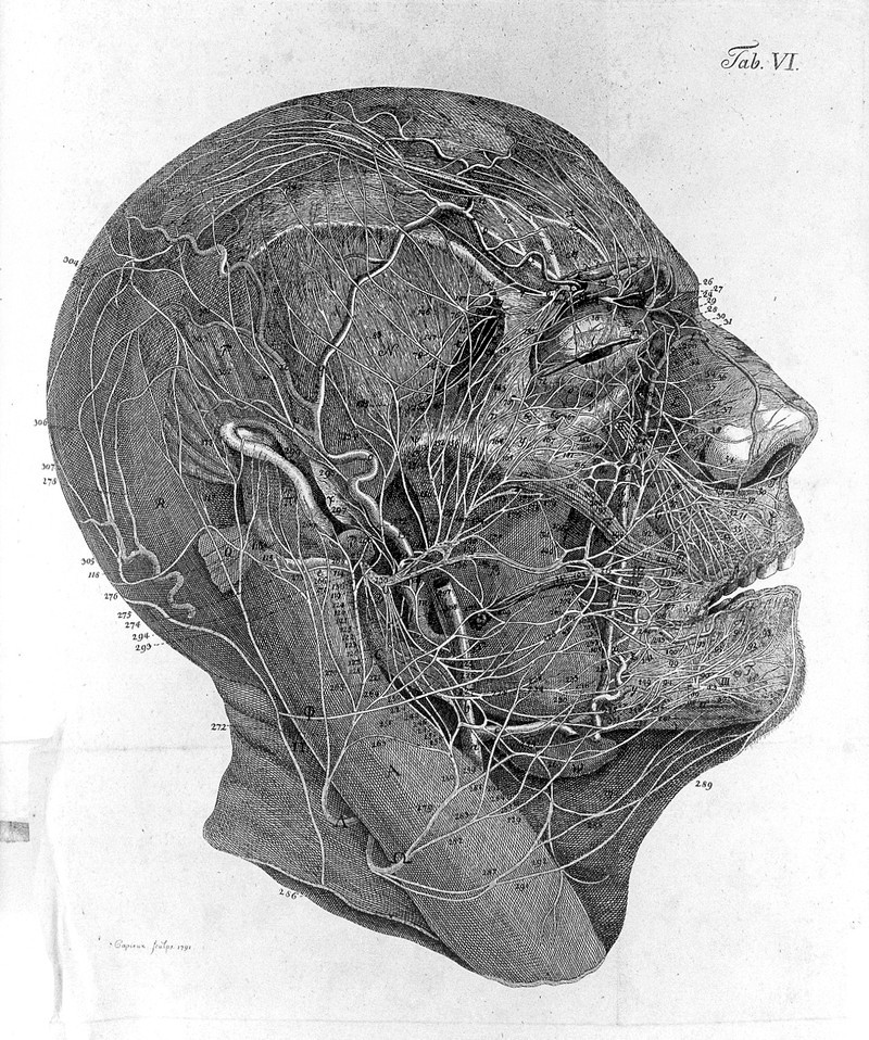 Christian F. Ludwig, nerves of the face