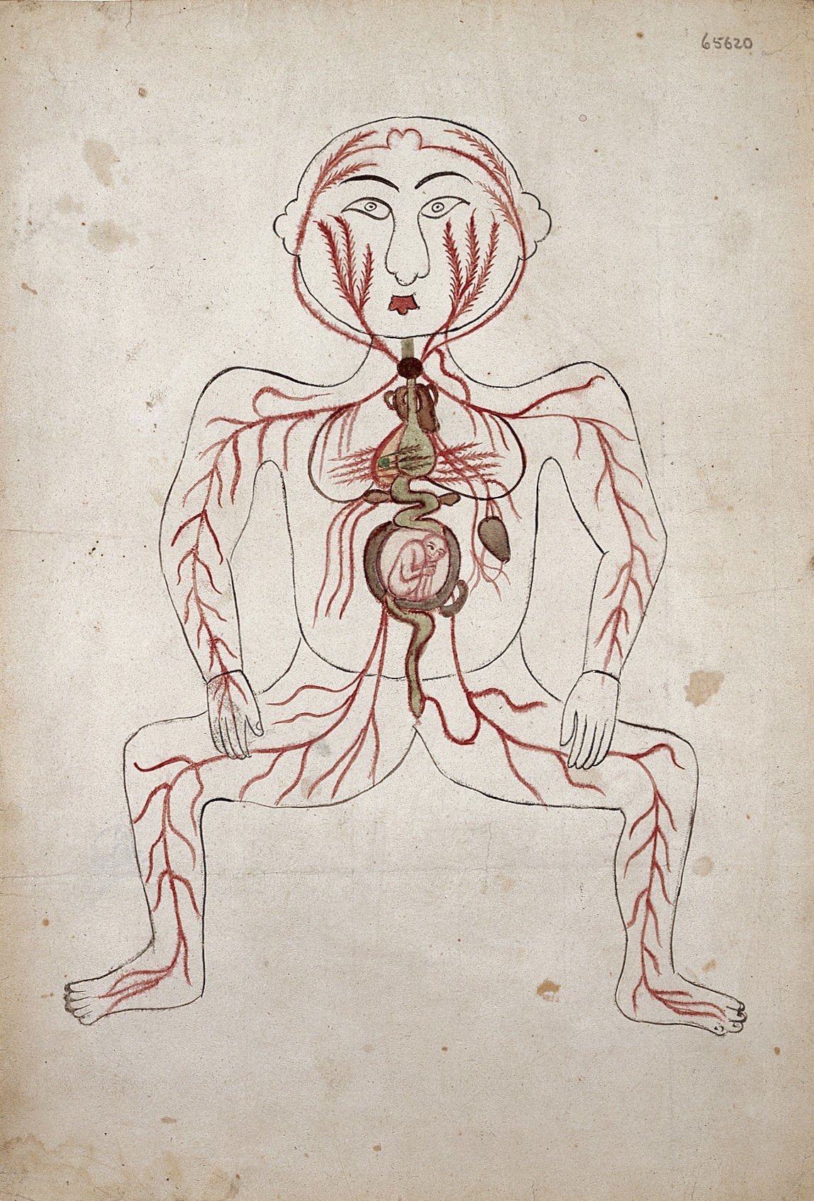 The arteries of the human body with a foetus in the womb, Persian watercolour