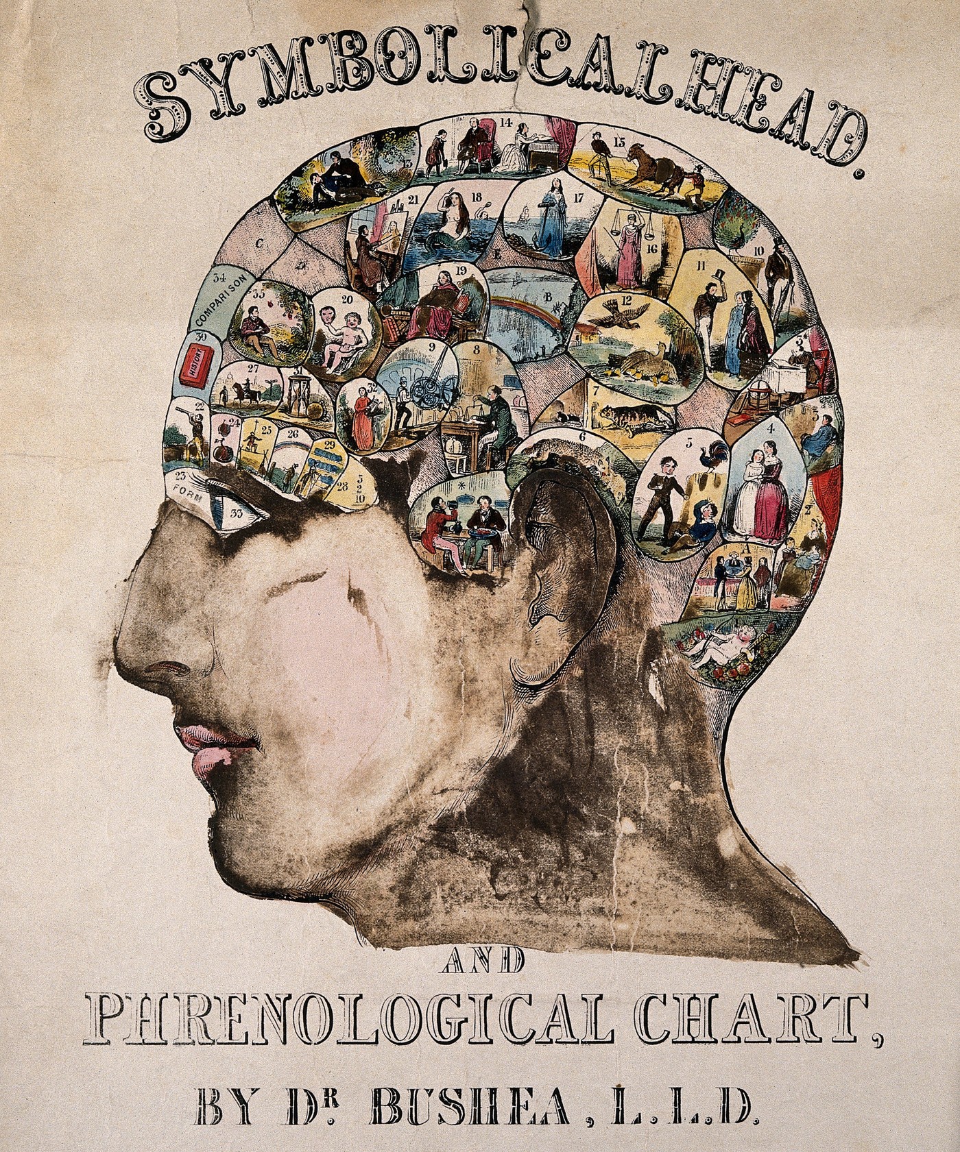 Symbolical head, after O.S. Fowler, c.1845